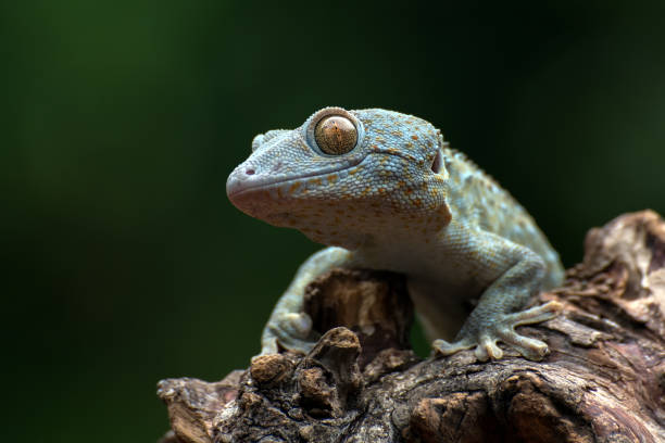 istock Front view look of a tokay gecko 1296876797