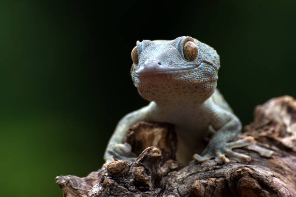 Front view look of a tokay gecko stock photo