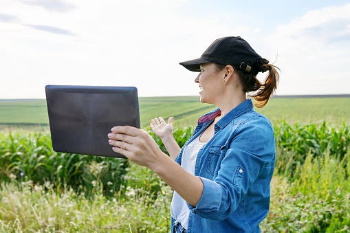 Woman agricultural worker inspecting corn field, video communication using digital tablet, professional consultation, modern technologies, farm and farming