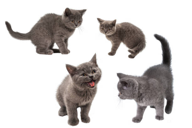 istock British shorthair kitten looking up isolated on white 1296878138