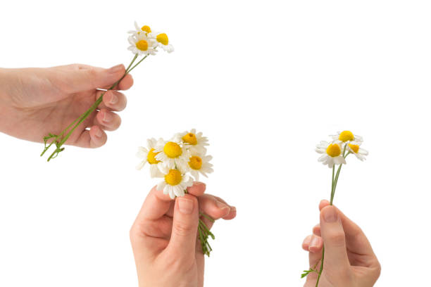 istock Bouquet of daisies isolated on white. 1296878141