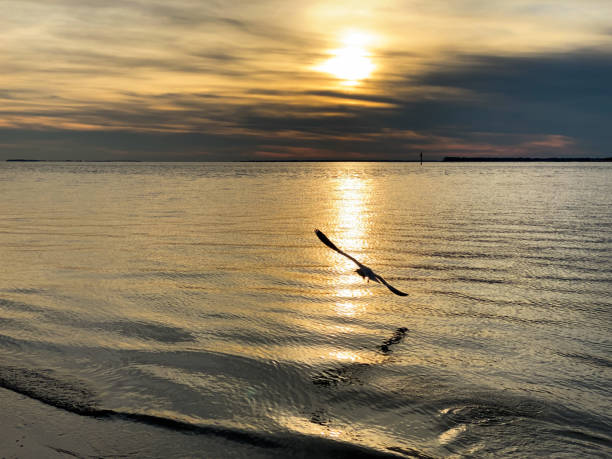 Seagull Flying Over the Atlantic Ocean At Sunset