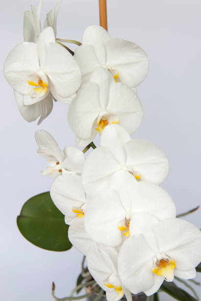 istock White Orchid flowers on a light background. 1296878901