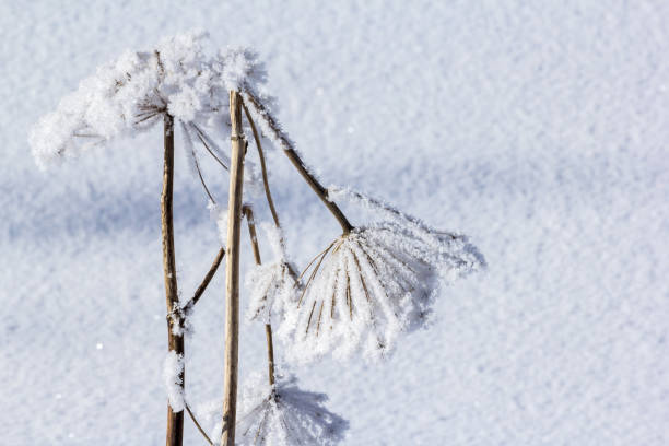 istock Hogweed, common hogweed or cow parsnip covered and bent with snow 1296878954
