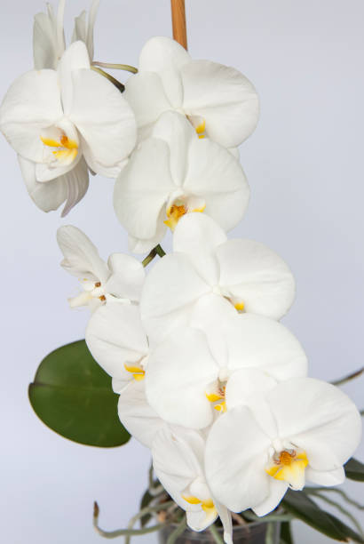 istock White Orchid flowers on a light background. 1296878966