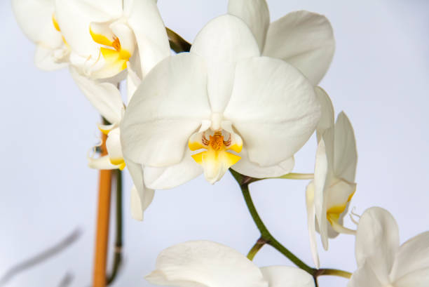 istock White Orchid flowers on a light background. 1296878978