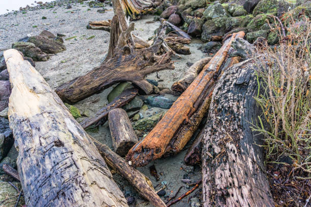 istock Shoreline Driftwood Still Life 1296880840