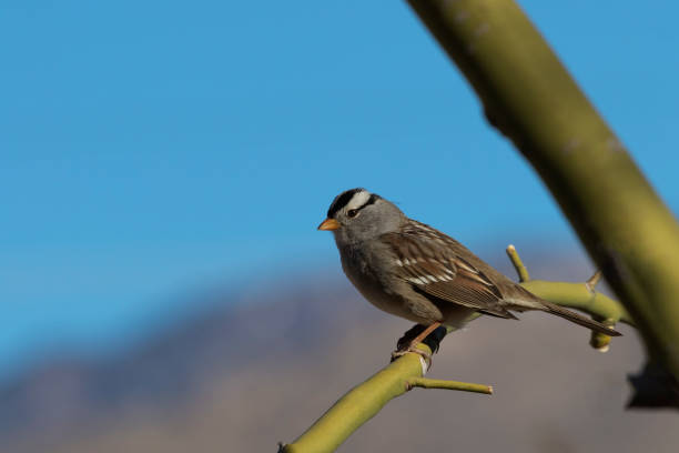 istock White crowned sparrow on green palo verde tree branch 1296881554
