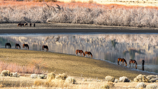 Wild Mustang Horses in near a lake in the Nevada desert.