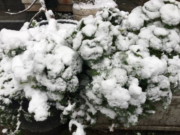 istock Snow on flowers white nature 1296882057