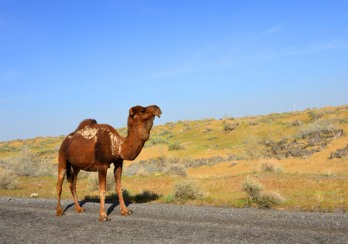 Karakum Desert, Dashoguz Province, Turkmenistan: a lone dromedary camel (Camelus dromedarius) moving along a dirt road.