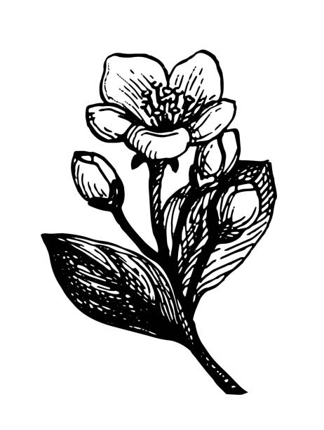 Ink sketch of apple flower. Apple flower with buds and leaves. Ink sketch isolated on white background. Hand drawn vector illustration. Retro style. apple blossom stock illustrations