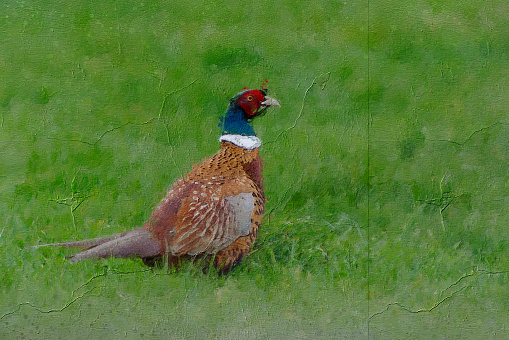 pallet knife oil painting of a very colourful Pheasant in a green field in Rode Frome Somerset on the 14th January 2021