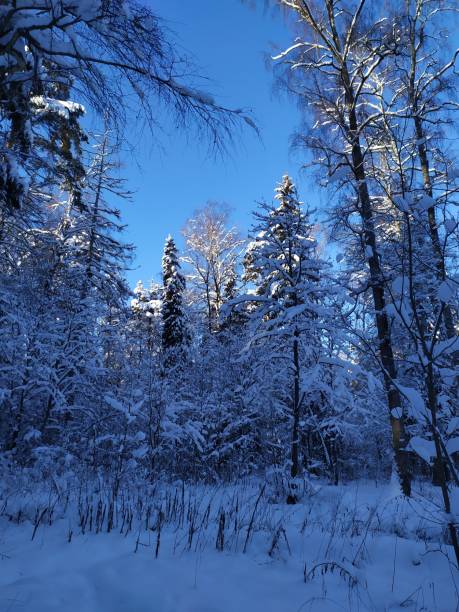 istock winter forest landscape with trees covered snow in cold sunny day 1296888019