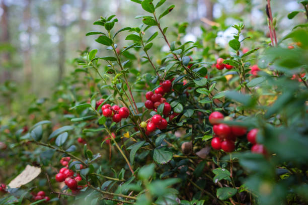 istock cranberries lingonberries red in green moss in forest 1296888096