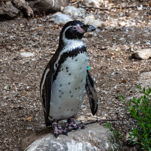 istock Humboldt Penguin, Spheniscus humboldti in a park 1296888382
