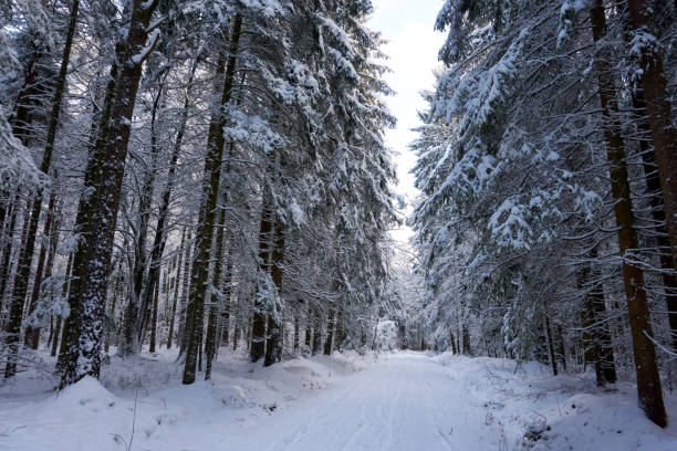 istock sunny winter wonderland in the forest 1296888474