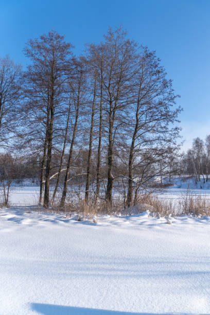 istock trees on the background of a snowy lake. 1296889169