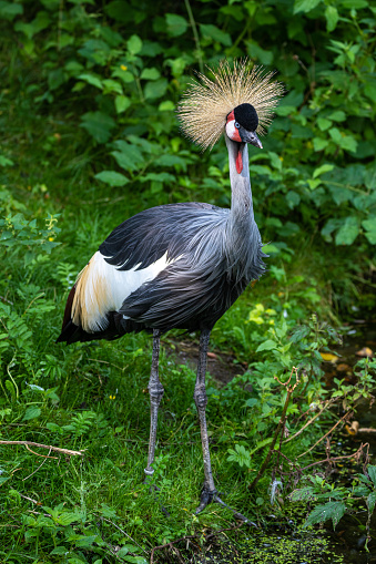 Grey Crowned Crane.\nThe grey crowned crane (Balearica regulorum), also known as the African crowned crane, golden crested crane, golden crowned crane, East African crane, East African crowned crane, African crane, Eastern crowned crane, Kavirondo crane, South African crane, and crested crane, is a bird in the crane family, Gruidae. It is found in nearly all of Africa,[3] especially in eastern and southern Africa, and it is the national bird of Uganda.
