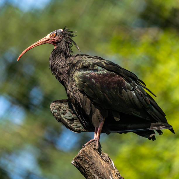 istock Northern Bald ibis, Geronticus eremita in the zoo 1296889437