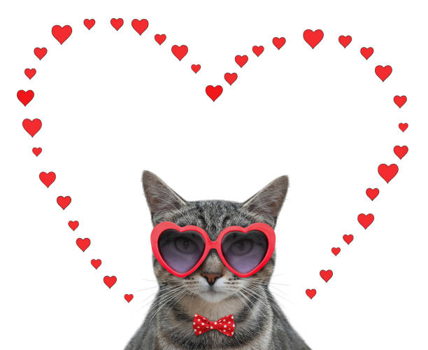 istock Cat gray in red heart glasses 1296889732
