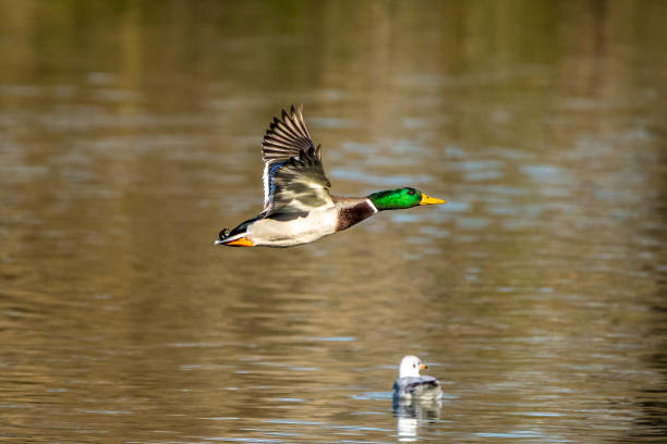 istock Wild duck or mallard, Anas platyrhynchos flying over a lake 1296889785