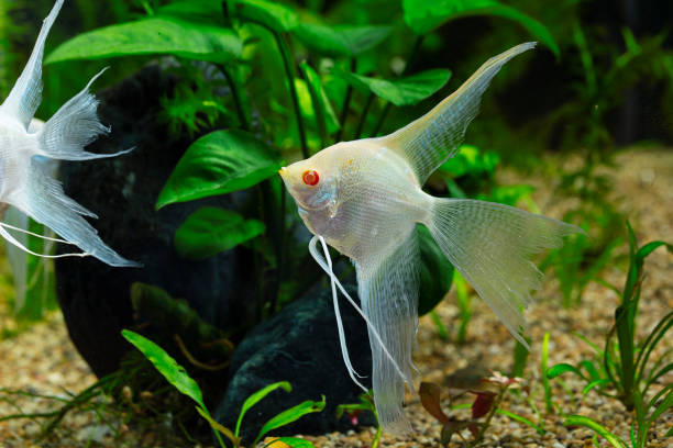 istock Tropical angelfish swimming in the aquarium 1296889973