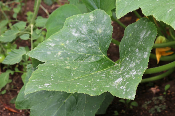 Fungal plant disease Powdery Mildew on a pattypan squash leaf. Infected plant display white powdery spots on the leaf. Pattypan squash (pattypan, scallop squash, pâtisson) leaf with white plaque. Close up. mildew stock pictures, royalty-free photos & images