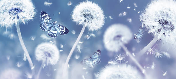 fondo macro floral natural de verano. diente de león blanco y mariposas sobre un fondo azul. enfoque suave. formato banner. - dandelion snow fotografías e imágenes de stock