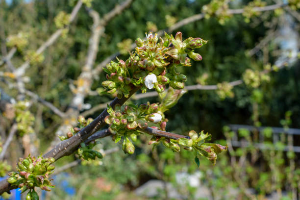istock Blossoming cherry flowering branch 1296891140