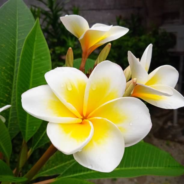 istock Yellow frangipani flowers in the yard 1296892778