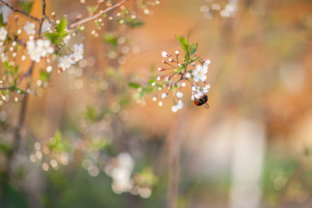 Very close-up of snow white cherry flowers on a tree branch. Bumblebee pollinates cherry flowers. Some flowers have blossomed, and some are still in bud. Spectacular time. Mid day. May 2012. City of Chekhov. Moscow Area. Russia