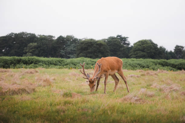 veado em bushy park - bushy park - fotografias e filmes do acervo