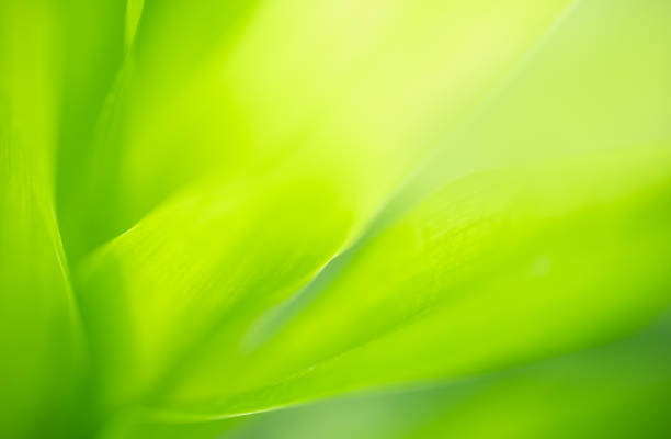 istock Abstract blurred out of focus and blurred green leaf nature background under sunlight with bokeh and copy space using as background natural plants landscape, ecology wallpaper concept. 1296893618