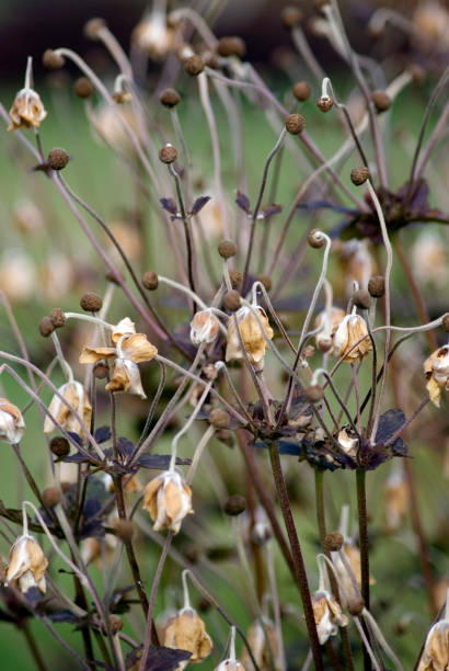 istock Japanese Anemone. Late autumn. 1296896178