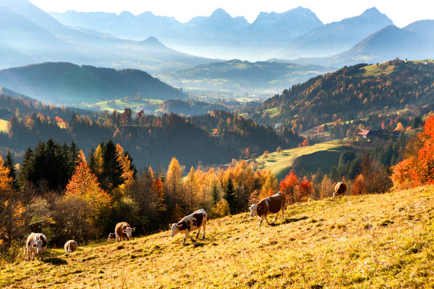 herbst in den voralpen, österreich - meadow autumn hiking mountain stock-fotos und bilder