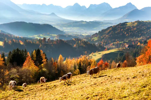 Autumn in the Foothills of the Alps, Upper Austria, Austria, Europe