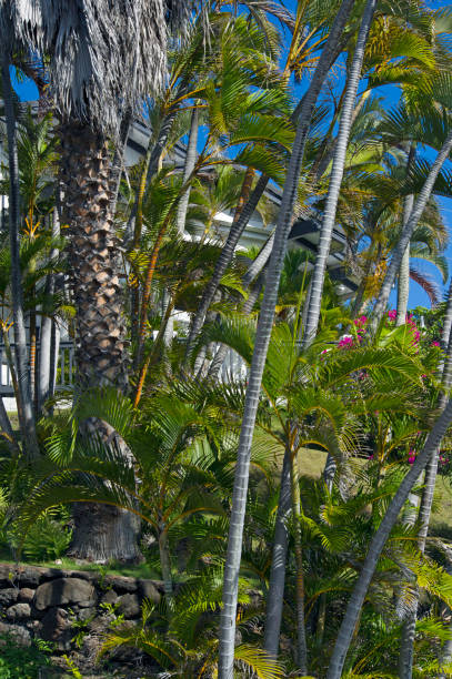 lush jardín tropical en un patio delantero de la mansión, honolulu, hawái - 7655 fotografías e imágenes de stock
