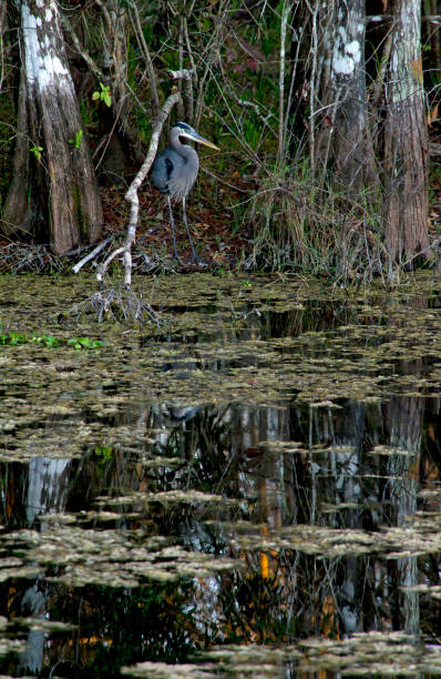 great blue heron w: everglades - big cypress zdjęcia i obrazy z banku zdjęć