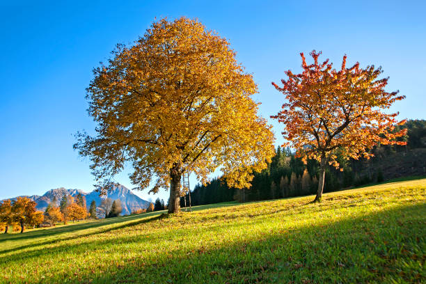 istock Autumn in the Prealps, Austria 1296896856