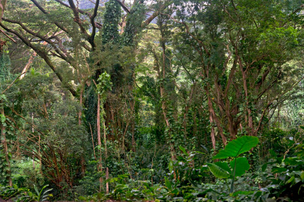istock Jungle on Oahu island, Hawaii 1296896916