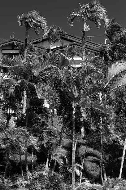 Lush tropical garden on a mansion frontyard, Honolulu, Hawaii