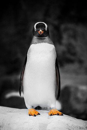 Gentoo Penguin.