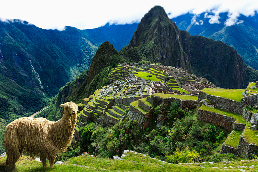 An alpaca at the ruins of Manchu Picchu in the Andes Mountains of Peru.