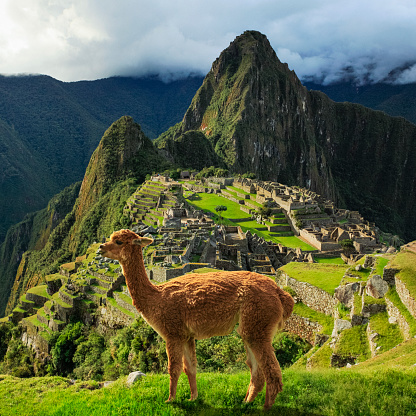 An alpaca at the ruins of Manchu Picchu in the Andes Mountains of Peru.