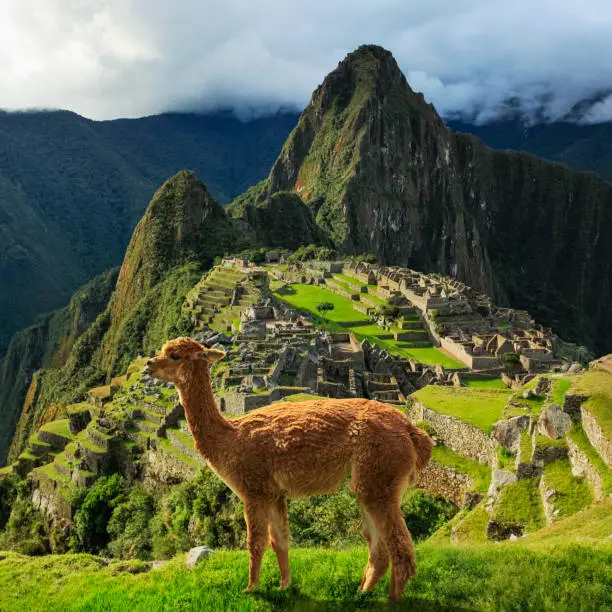 Photo of Alpaca at the Ruins of Manchu Picchu in the Andes Mountains of Peru