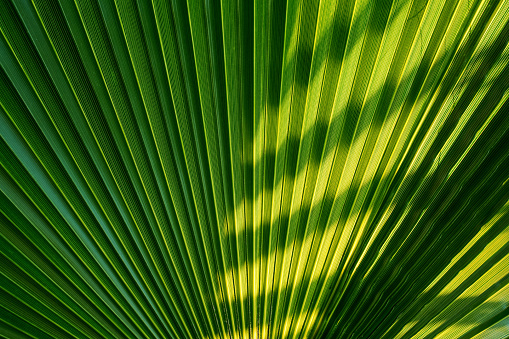 Green palm tree leaves shining with sunlight in Florida