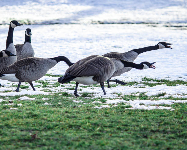 oca canadese - branta canadensis - 5412 foto e immagini stock