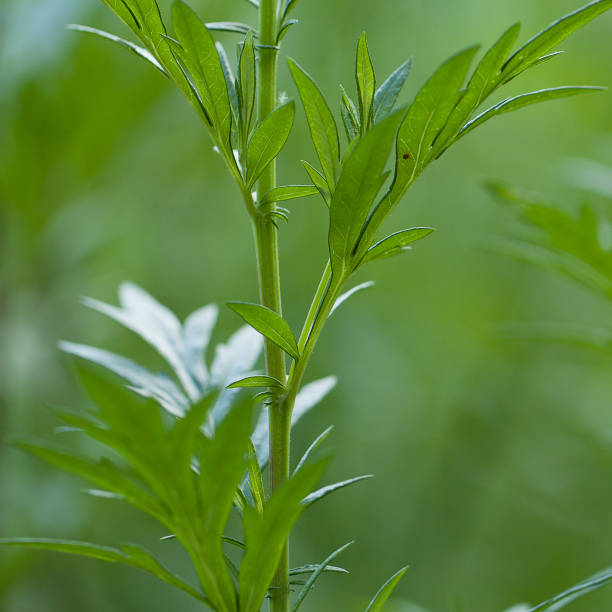 istock wormwood branch with fresh leaves 1296901826