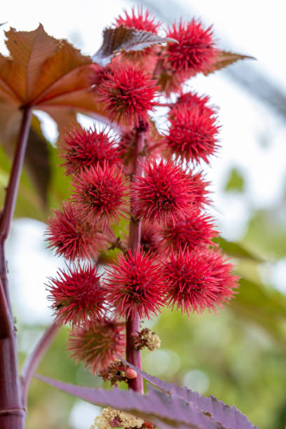 istock Red castor bean plant closeup 1296901931